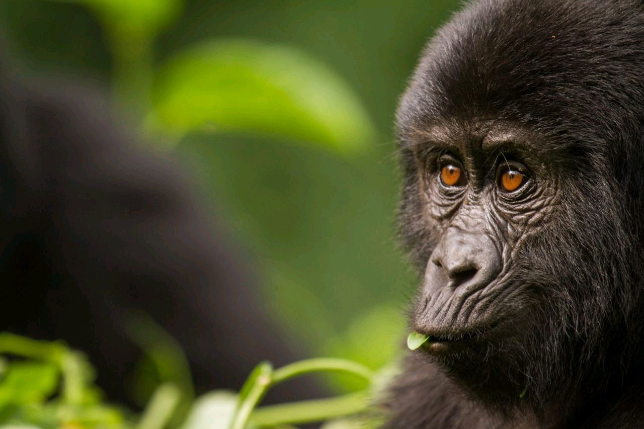 Young mountain gorilla watching from the forest in Uganda