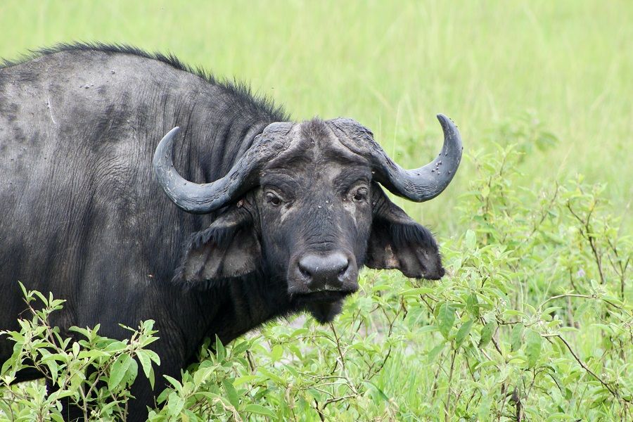 Cape buffalo in green grass in Uganda