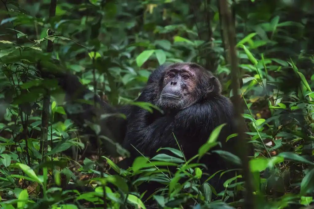 Chimpanzee resting in the forest of Kibale National Park, Uganda