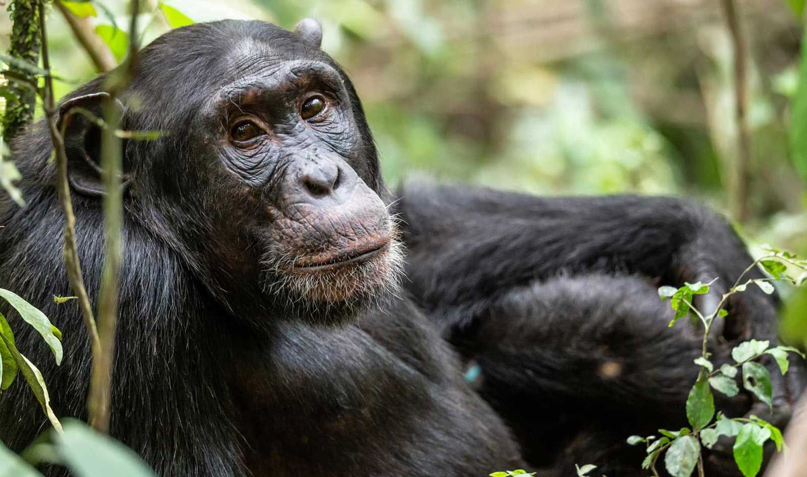 Chimpanzee with a thoughtful expression in Uganda