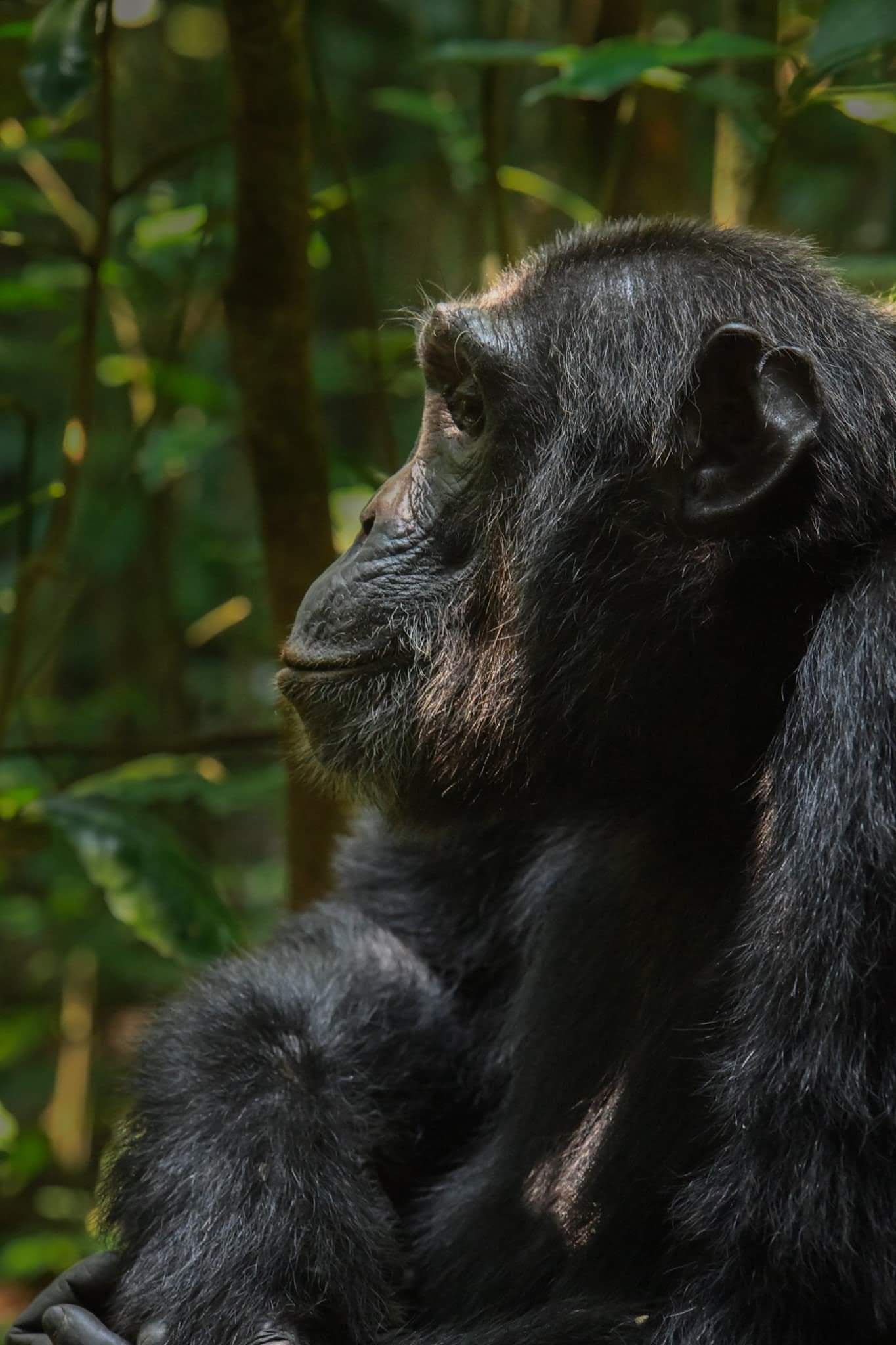 Chimp Trekking