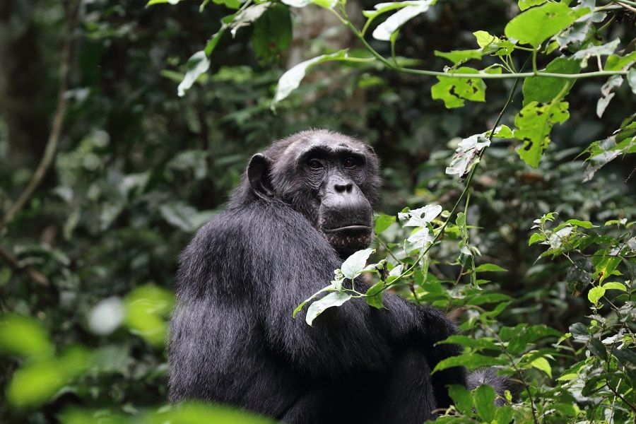 Chimpanzee sitting in the forest of Uganda
