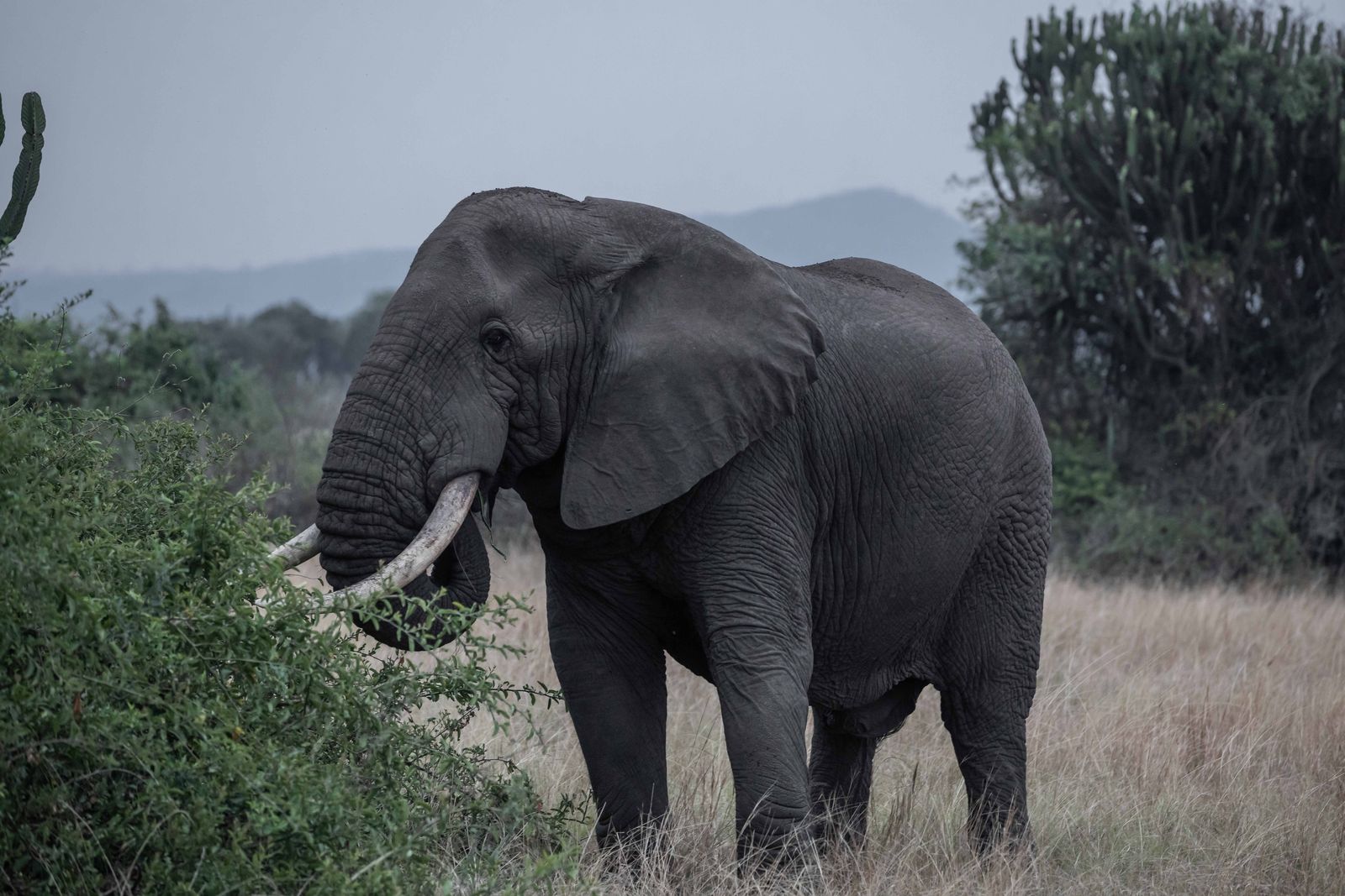 African elephant feeding on the savannah of Murchison Falls National Park