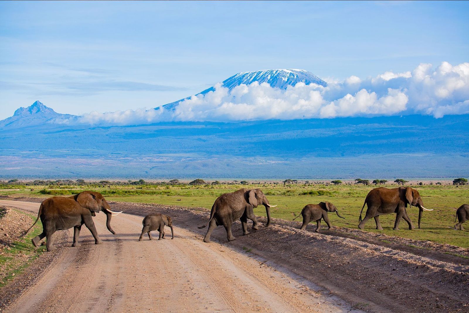 Elephant family crossing a track with Mount Kilimanjaro in the background