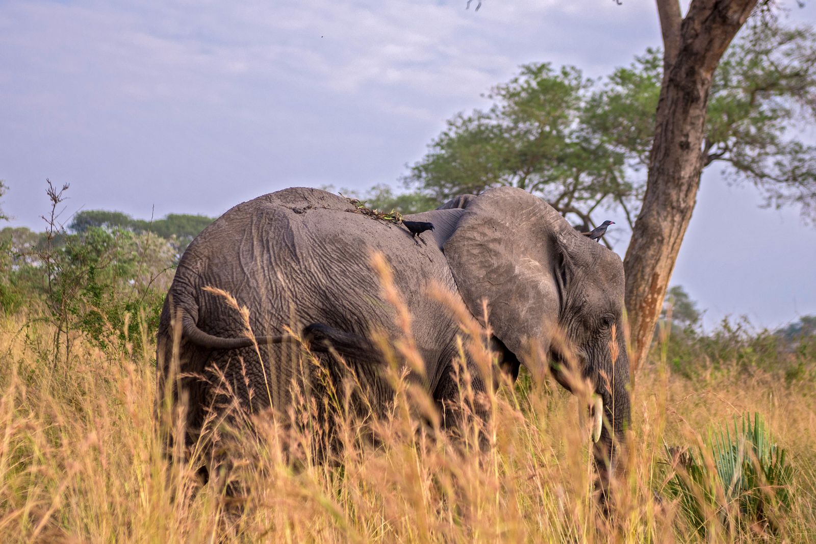 Elephants moving through tall golden grass at sunset