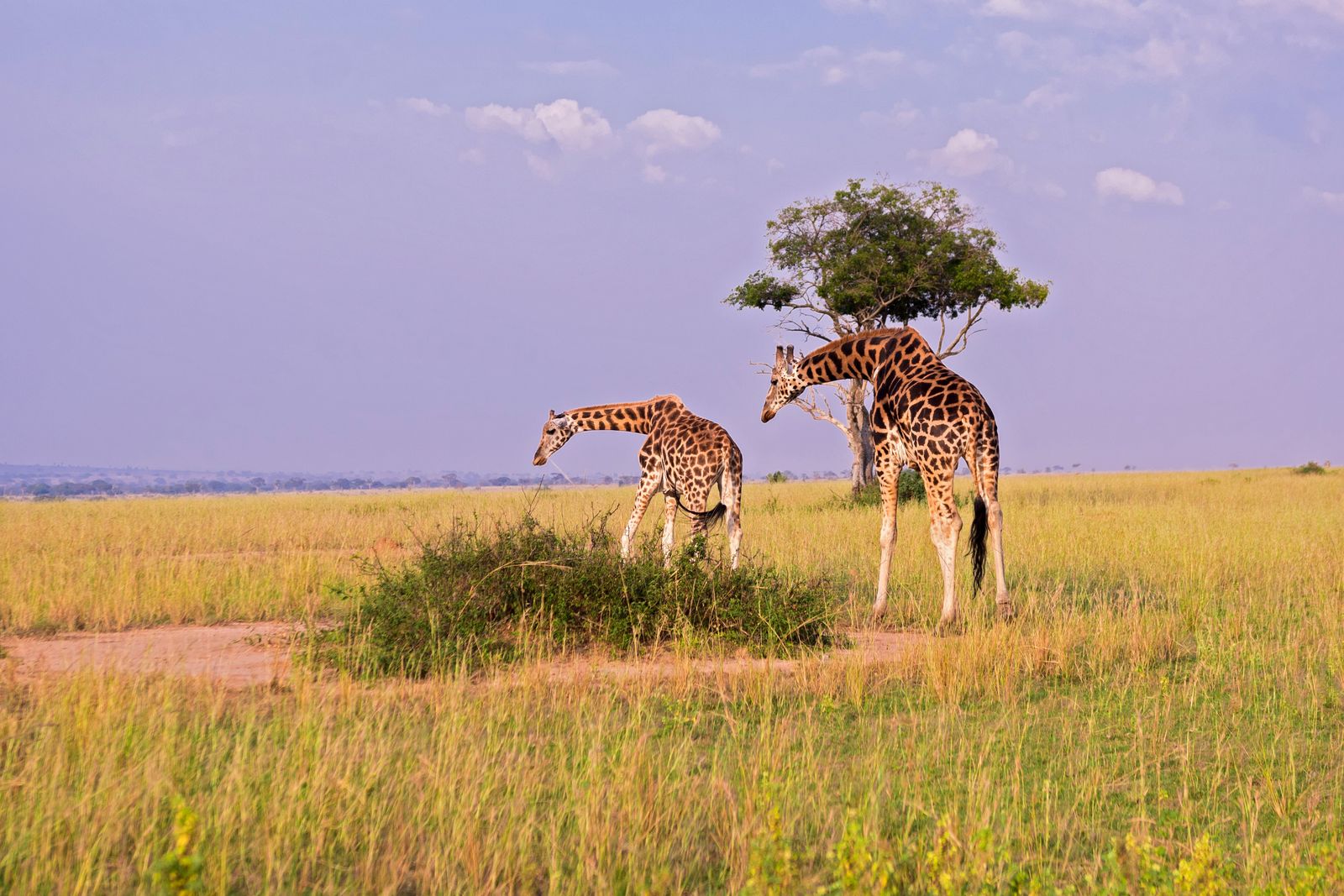Reviewing a tailor-made Uganda safari quote