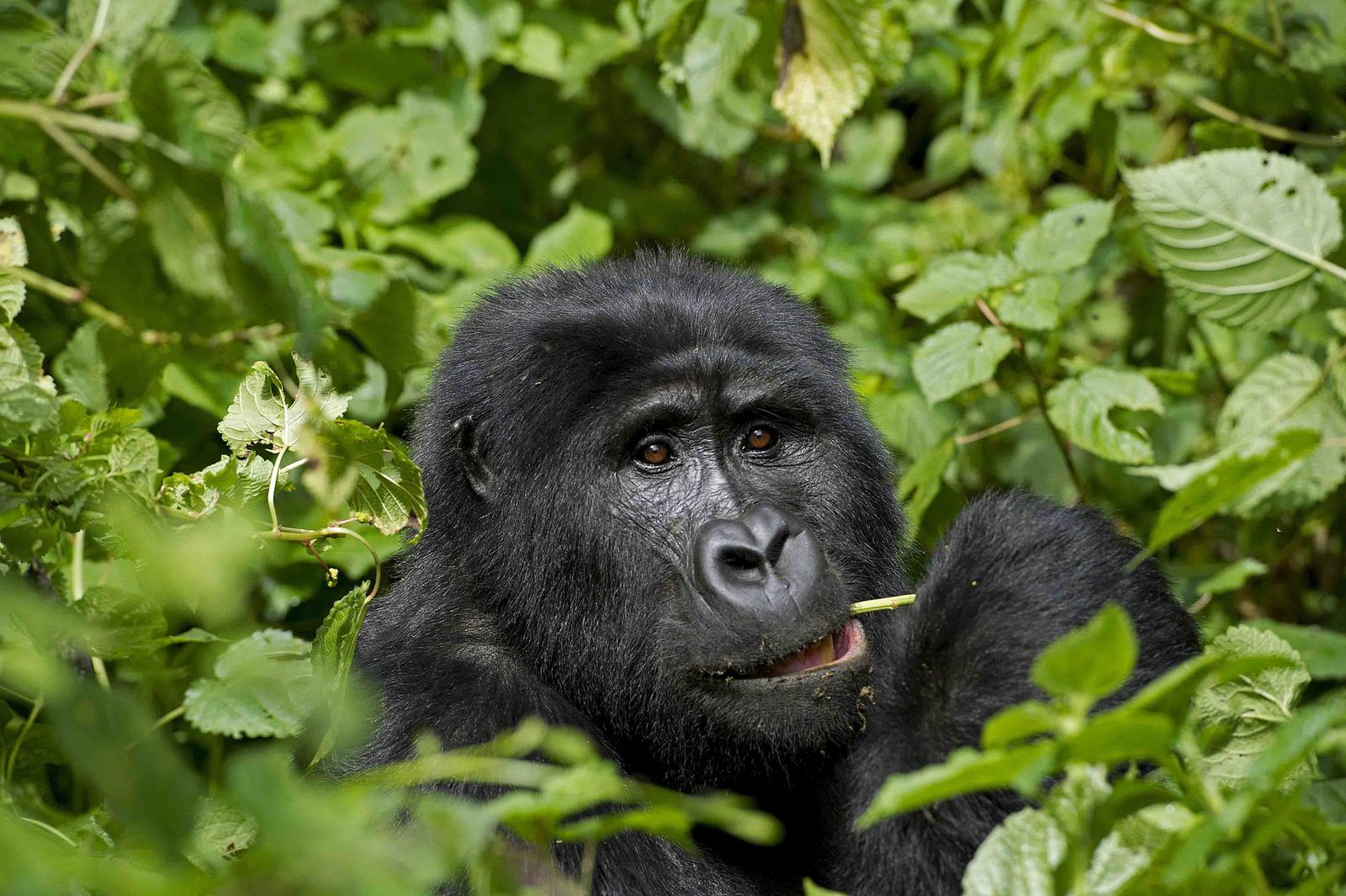 Gorilla and baby among ferns in Bwindi