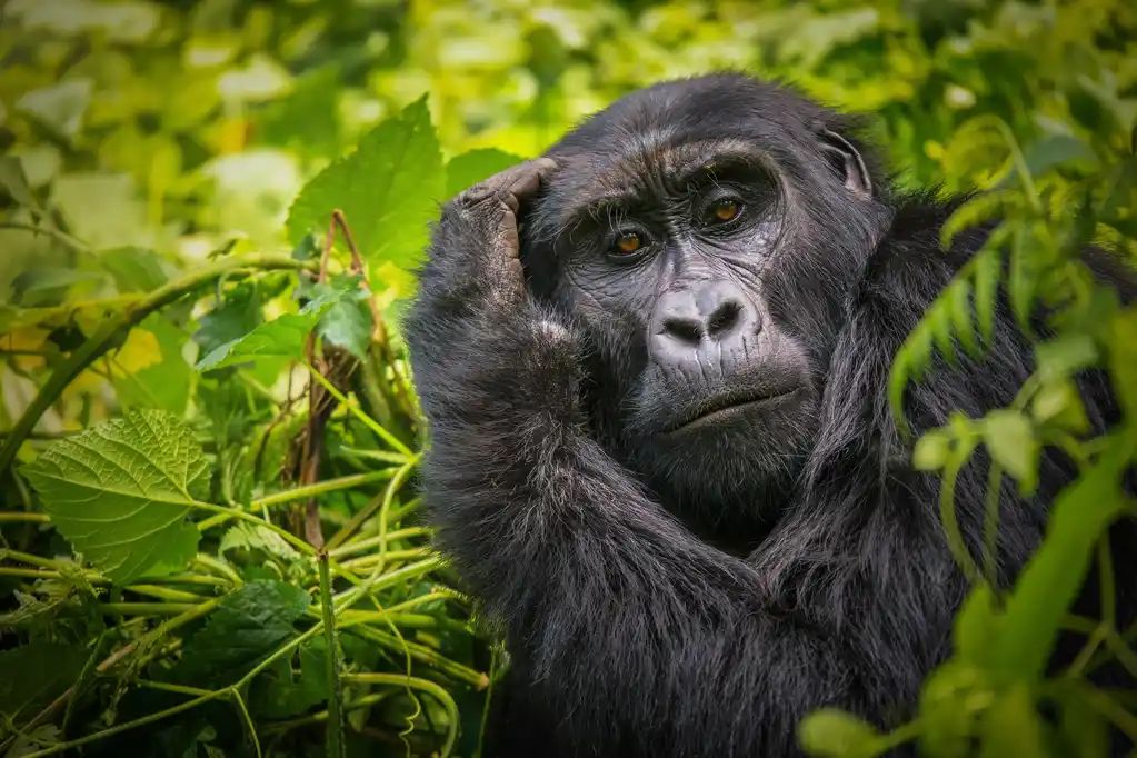 Mountain gorilla in Bwindi Impenetrable Forest, Uganda