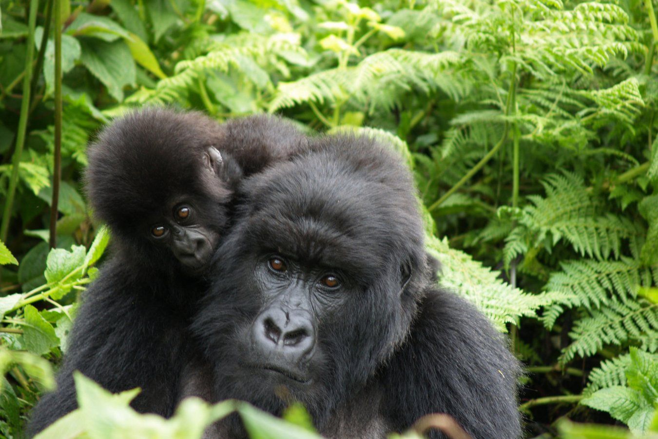 Gorilla mother and baby among ferns in the Ugandan rainforest
