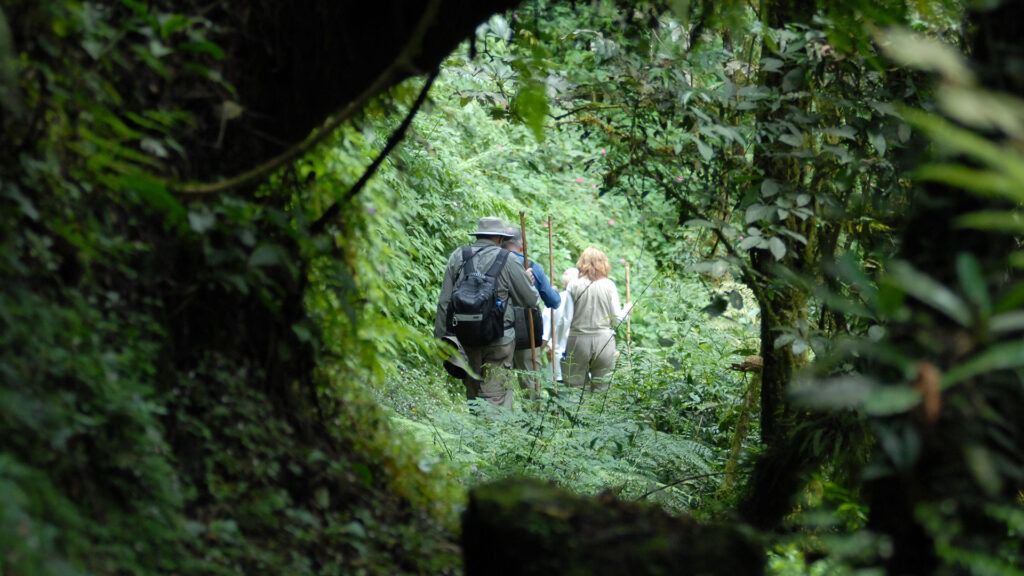 Trekkers and a ranger on the forest trail during gorilla trekking in Bwindi