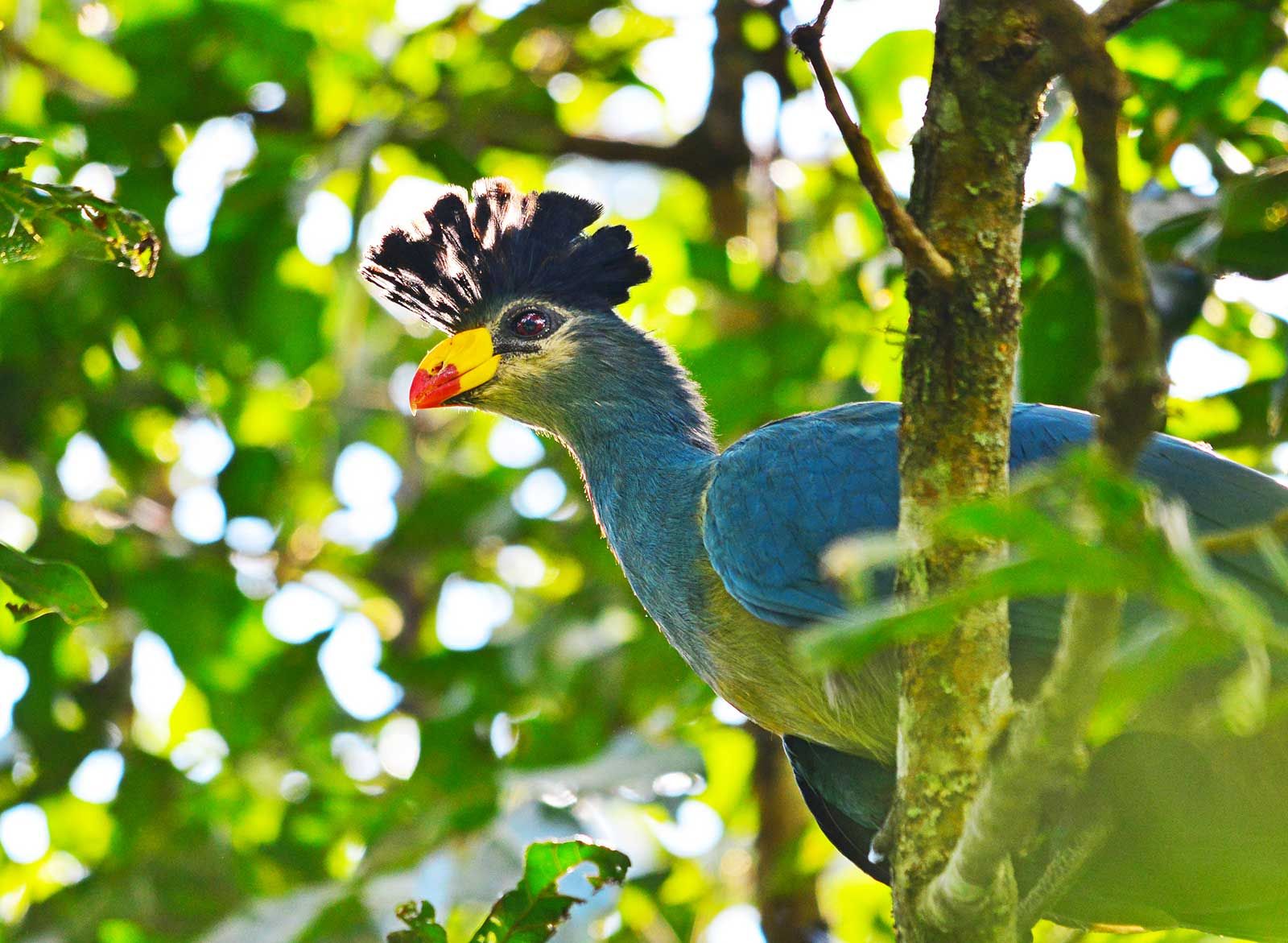 Great blue turaco perched in a tree in Uganda