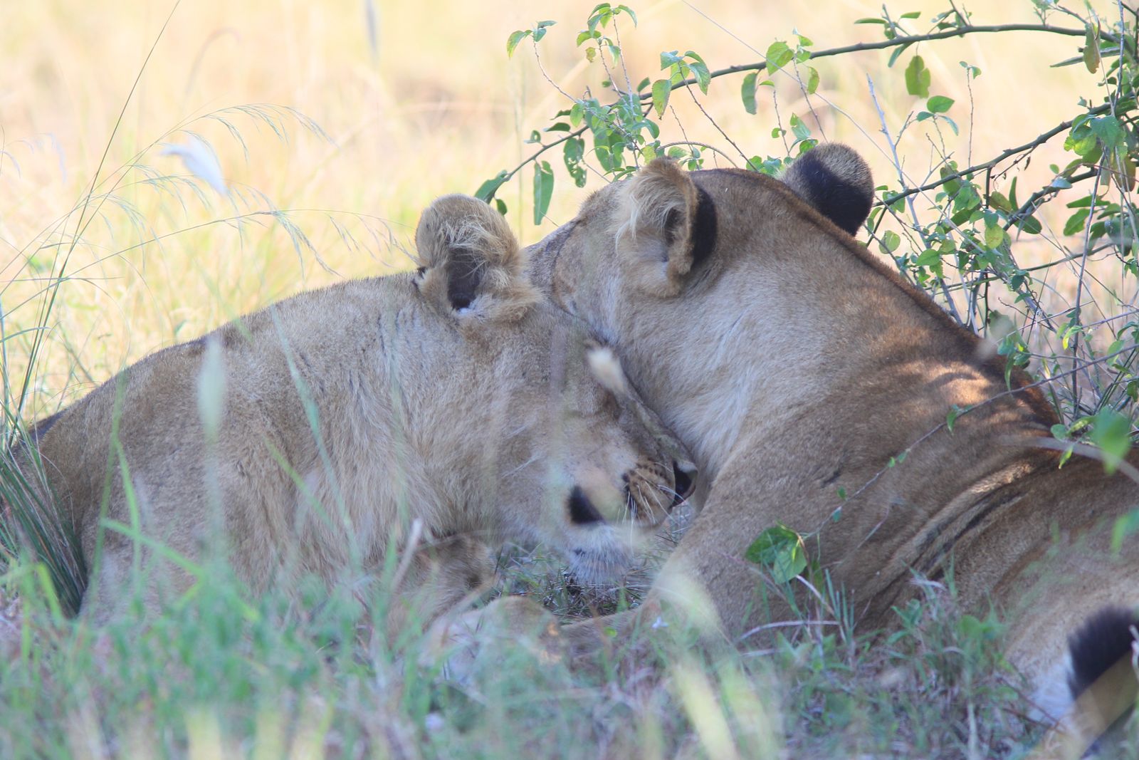 Lions resting close together in the shade