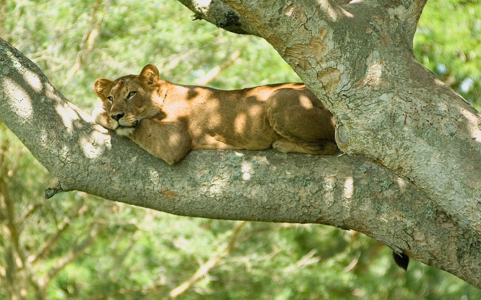 Lioness resting on a tree branch in Queen Elizabeth National Park