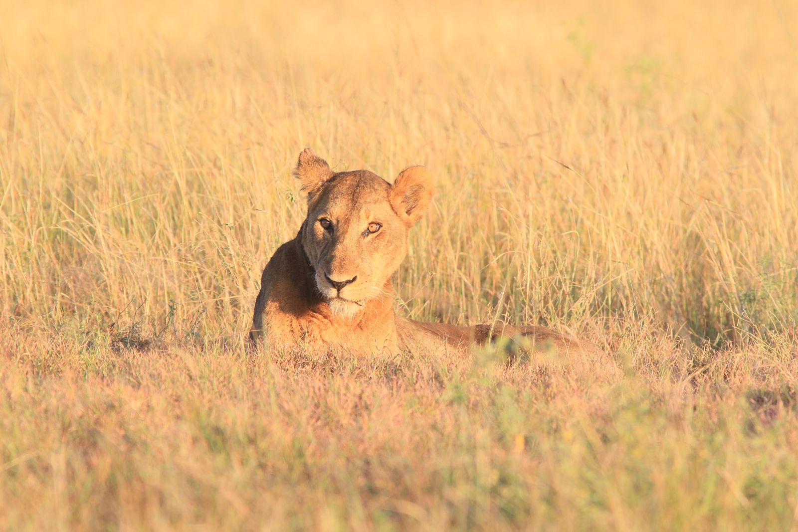 Lioness lying in golden grass at sunrise