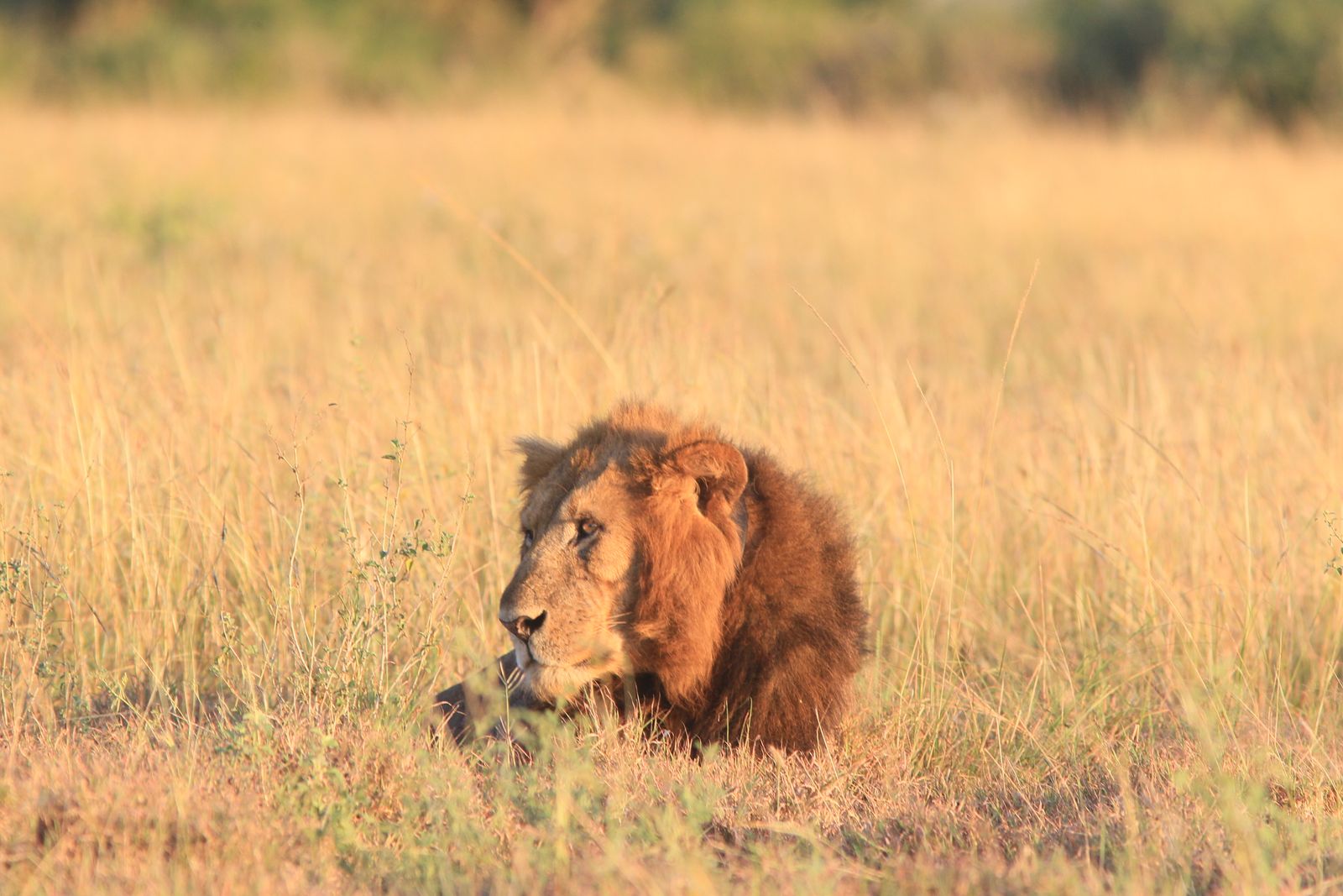 Male lion resting in golden savannah grass