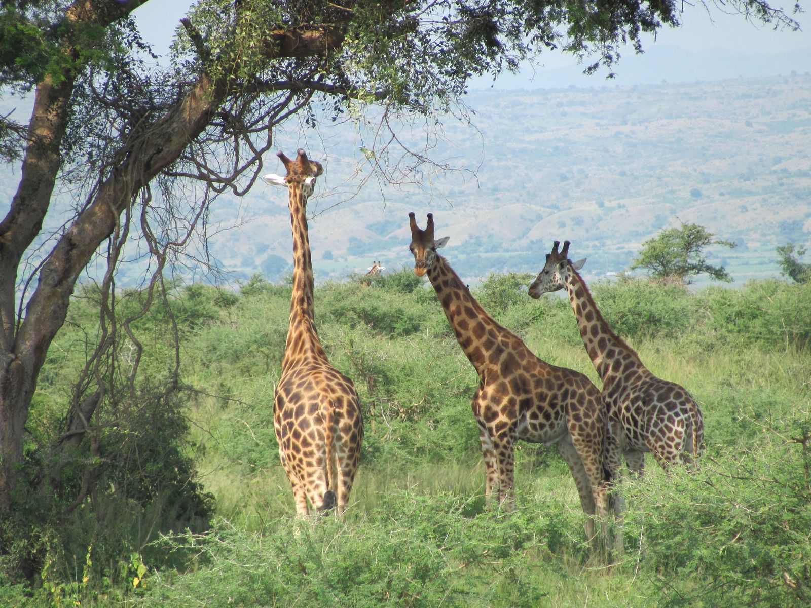 Rothschild's giraffes feeding among trees in Uganda