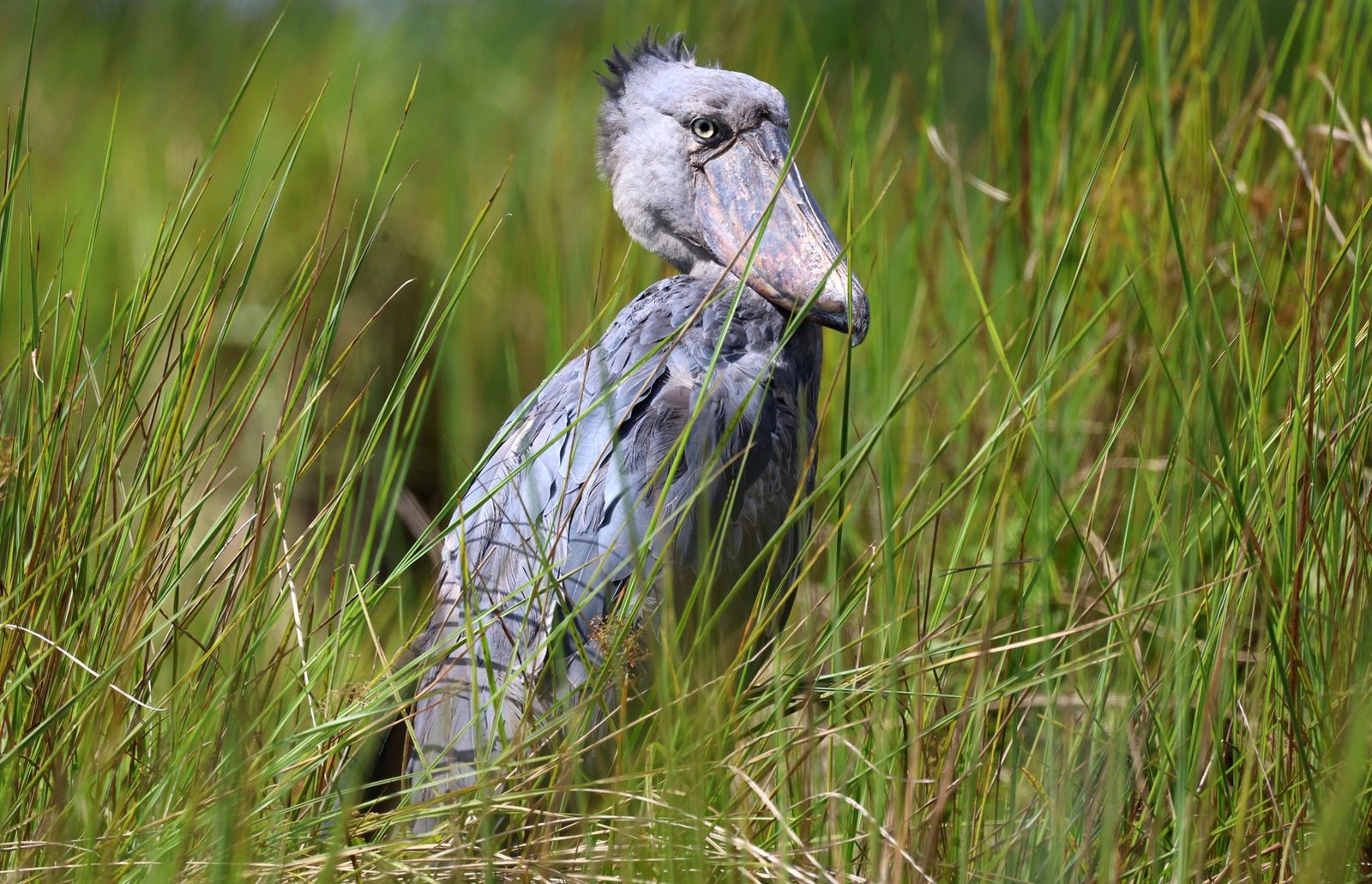 Shoebill stork standing in a papyrus swamp in Uganda