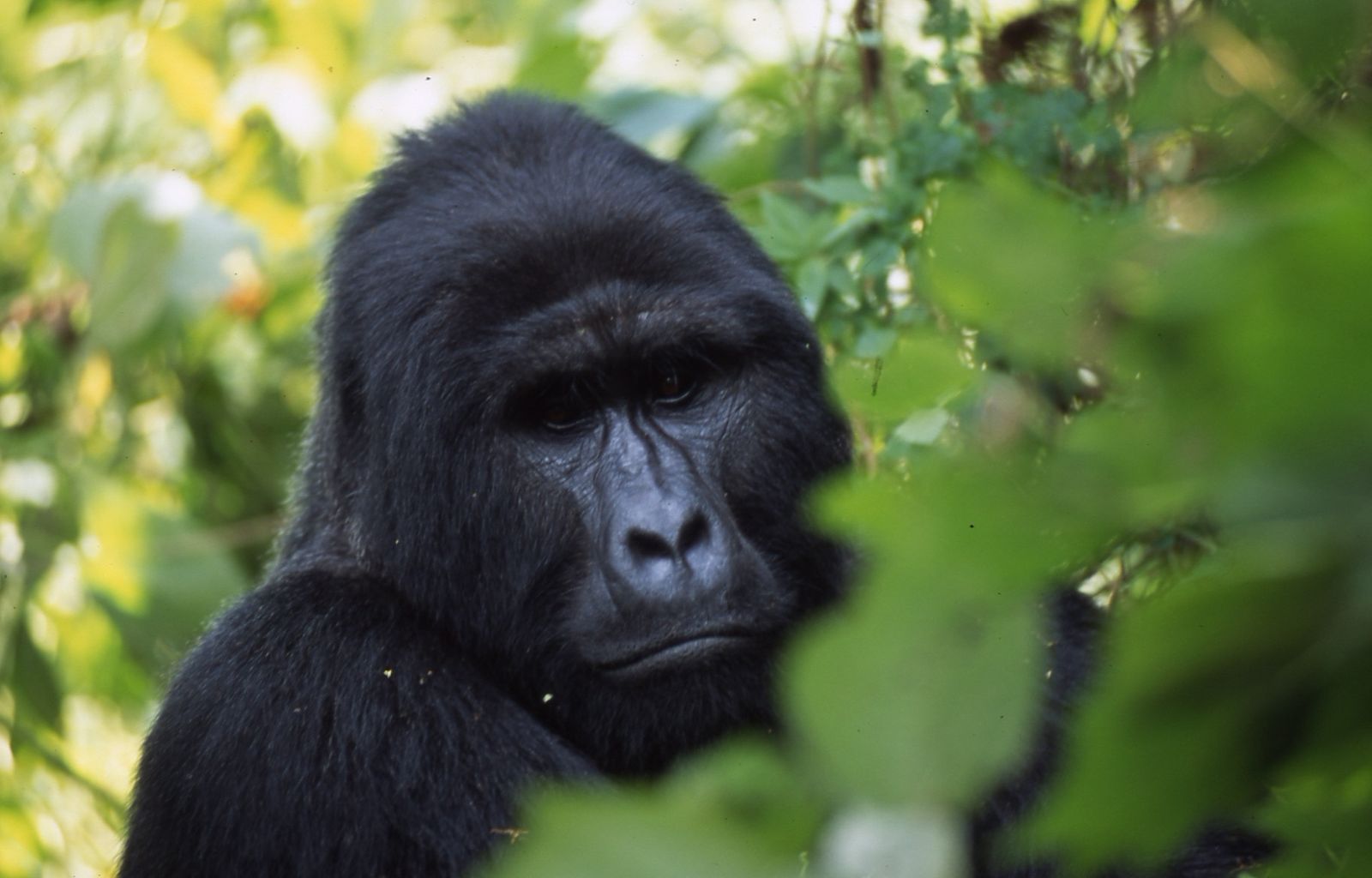 Silverback mountain gorilla in Bwindi Impenetrable National Park