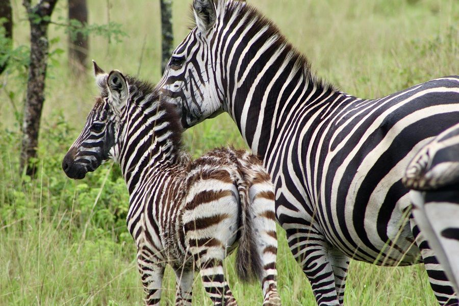 Zebra mother and foal in Lake Mburo National Park