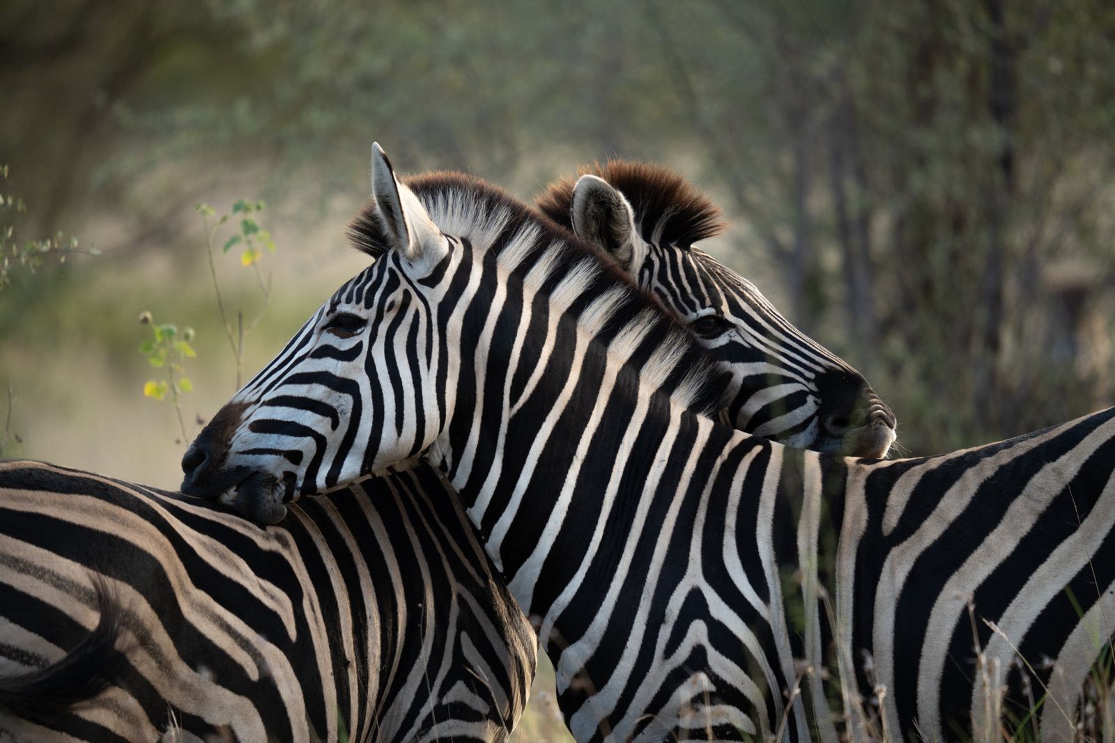 Zebras resting their heads on each other in the wild