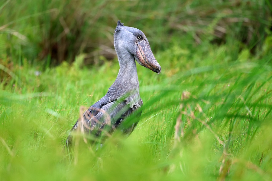 Birding