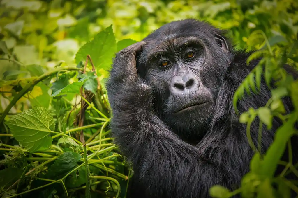 Mountain gorilla in Bwindi Impenetrable Forest, Uganda