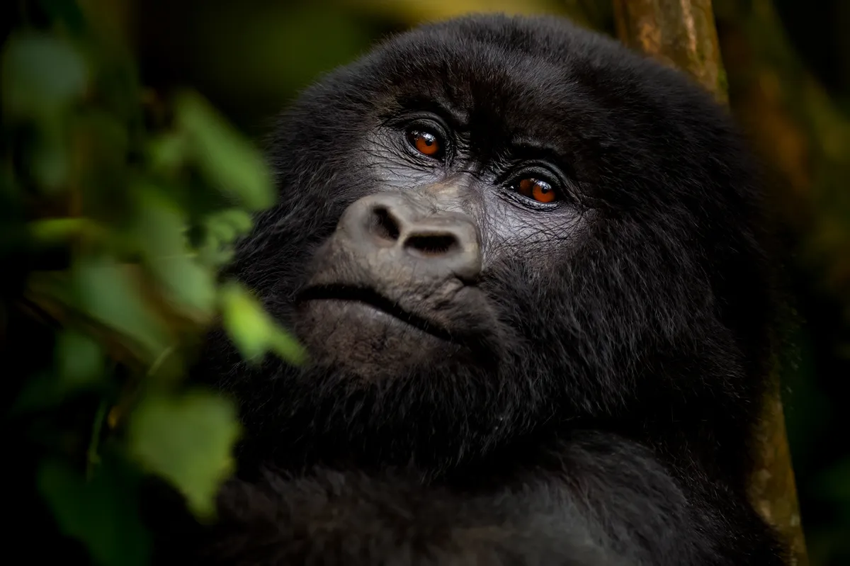 Giravex Safaris guide with travelers in Uganda