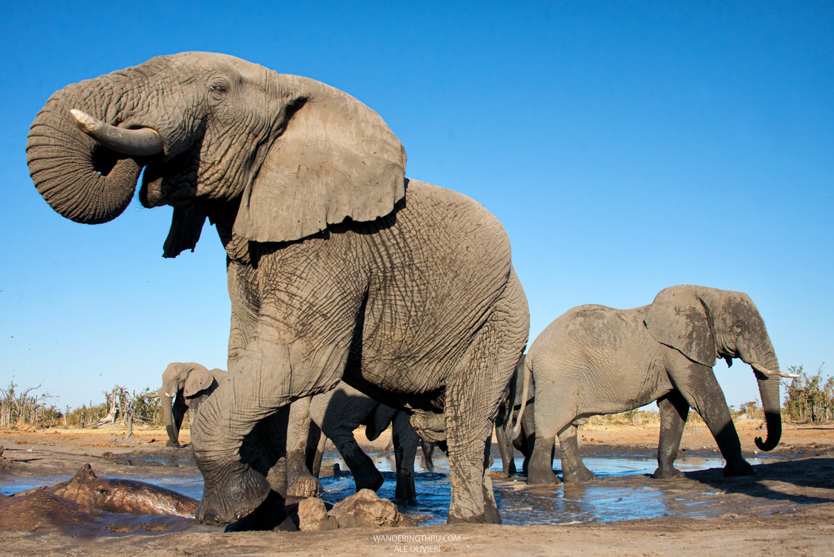 Wildlife Safaris